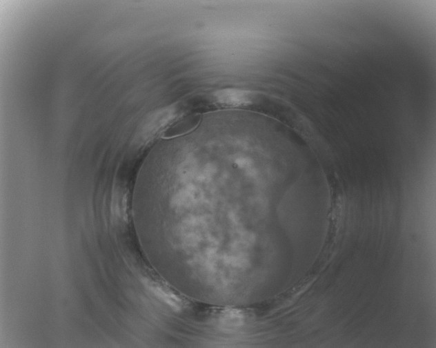 X0000077360330200610271900