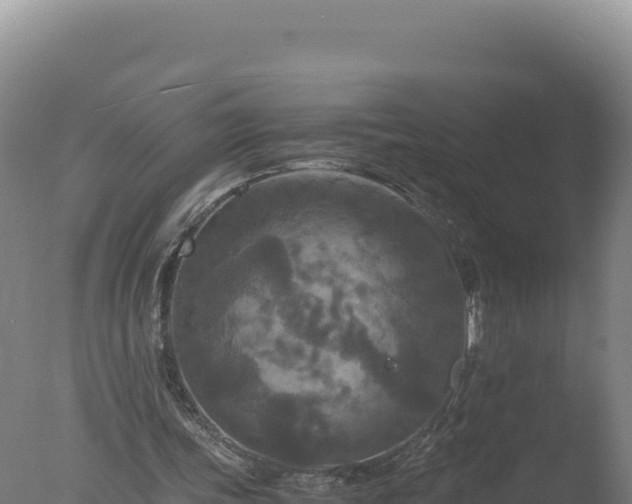 X0000077360339200610271900