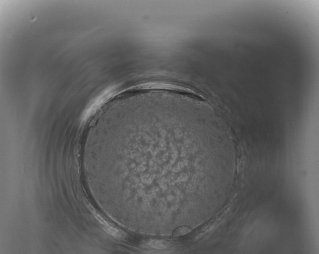 X0000077360341200610271900