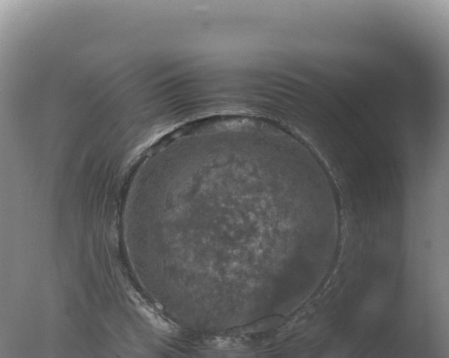 X0000077360345200610271900