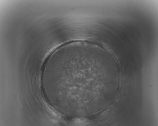 X0000077360346200610271900