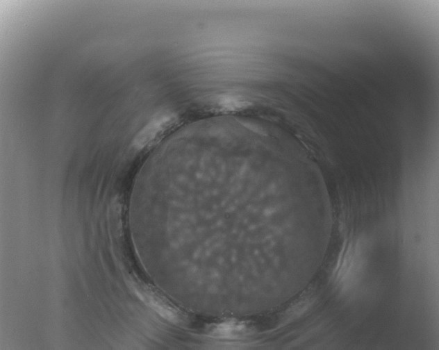 X0000077360366200610271900