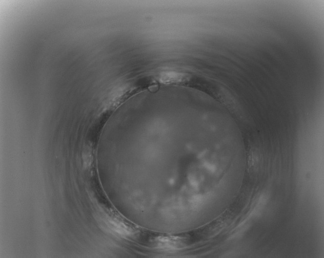 X0000077360367200610271900