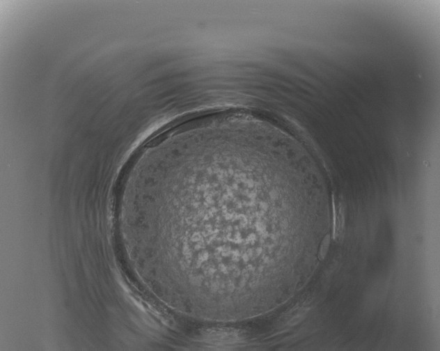 X0000077360435200610271858