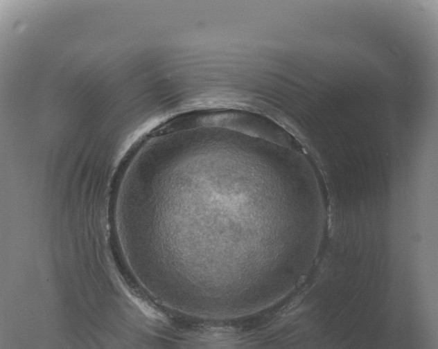 X0000077360438200610271858