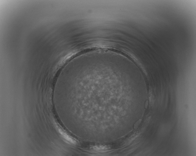 X0000077360445200610271858