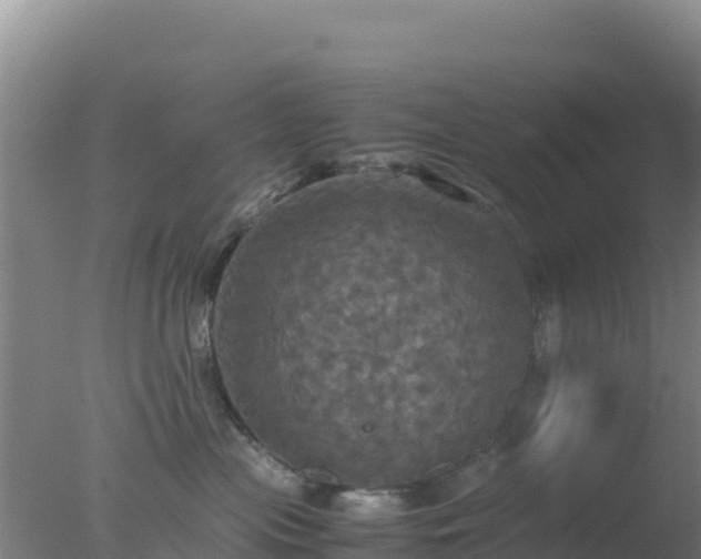 X0000077360477200610271859