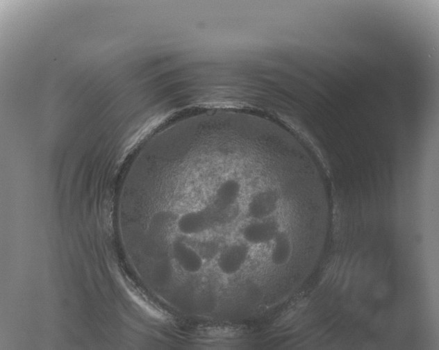 X0000077360533200610271856