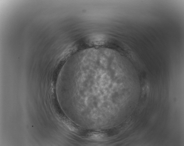 X0000077360555200610271857