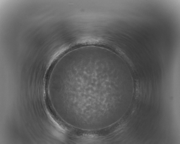 X0000077360582200610271856