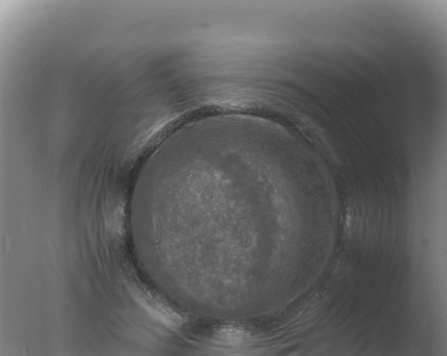 X0000077360596200610271856