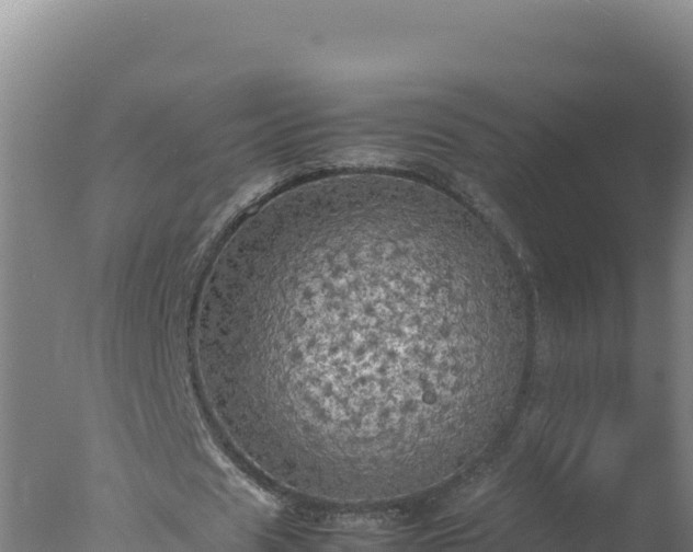 X0000077360625200610271855