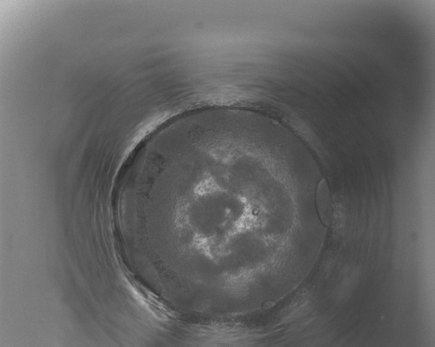 X0000077360626200610271855