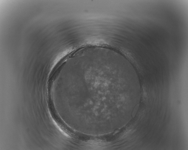 X0000077360630200610271855