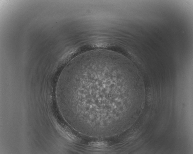 X0000077360639200610271855