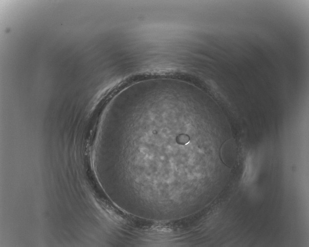 X0000077360640200610271855