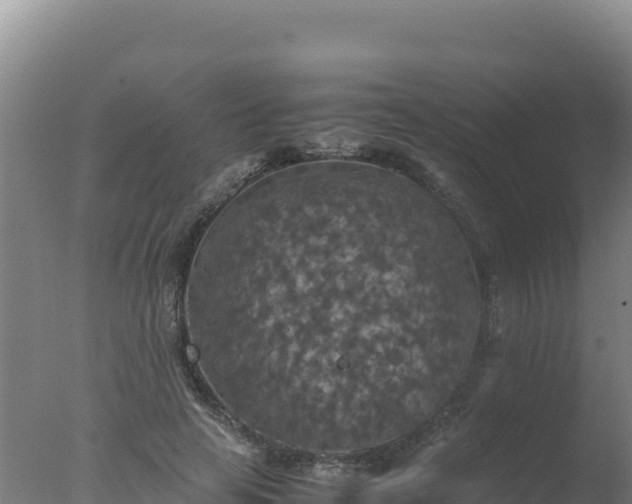 X0000077360641200610271855