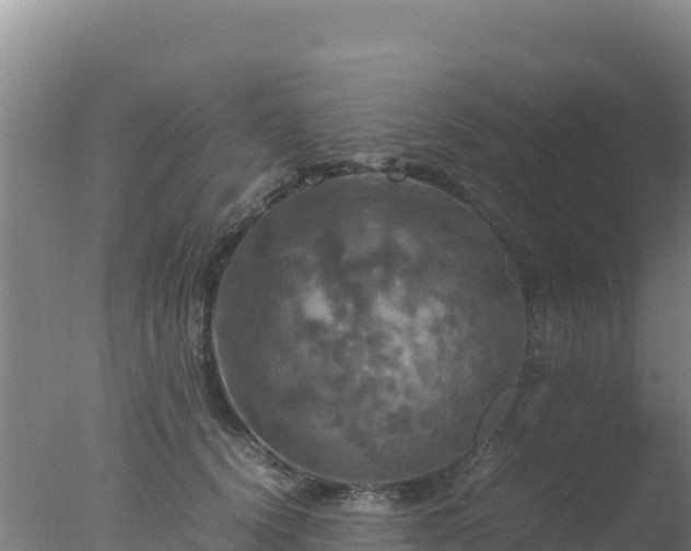 X0000077360656200610271855