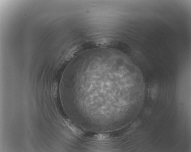 X0000077360660200610271855