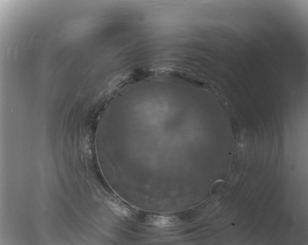 X0000077360663200610271855