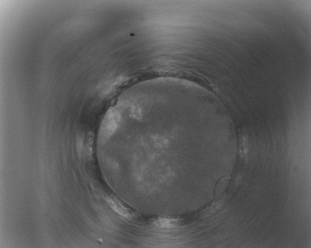 X0000077360664200610271855