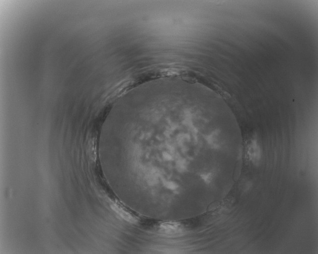 X0000077360666200610271855