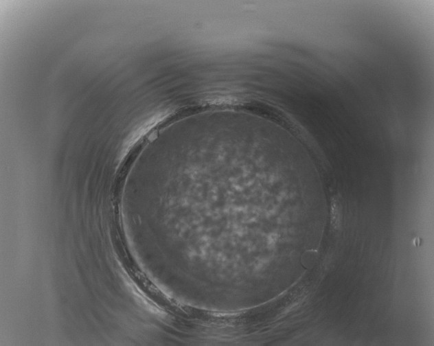 X0000077360725200610271853