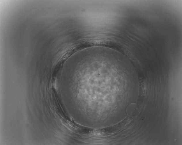 X0000077360746200610271854