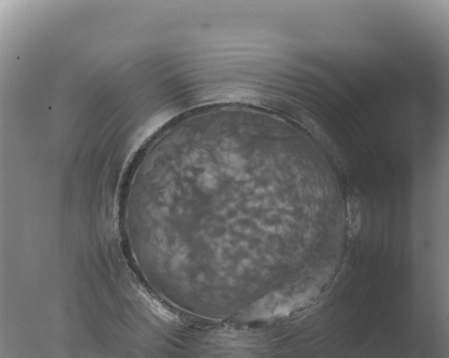 X0000077360780200610271853