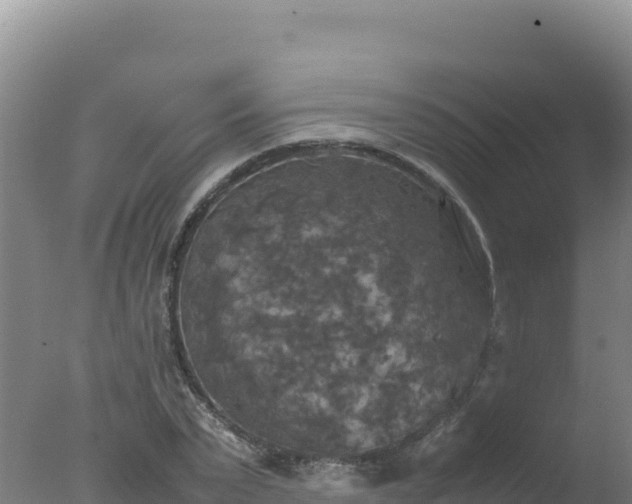 X0000077360783200610271853