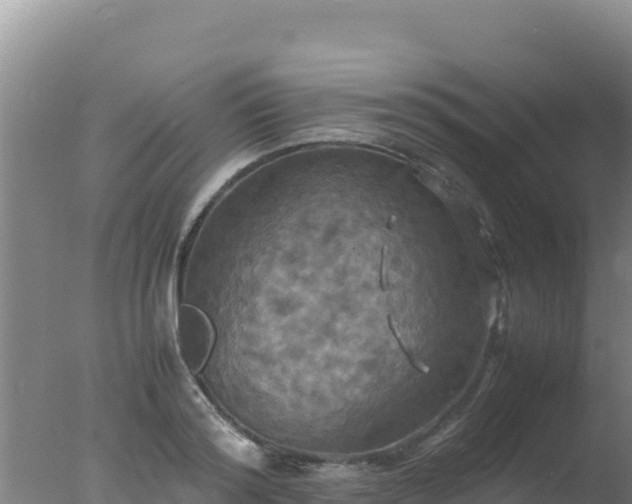 X0000077360796200610271853