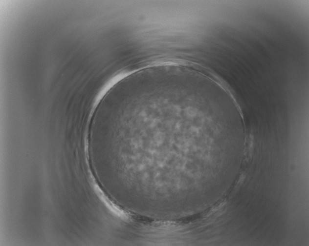 X0000077360811200610271852