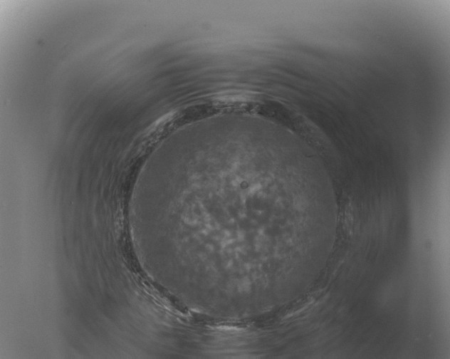 X0000077360821200610271852