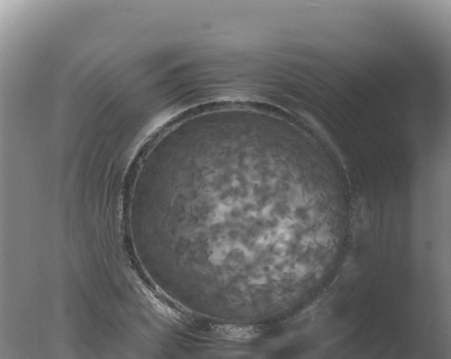 X0000077360831200610271852