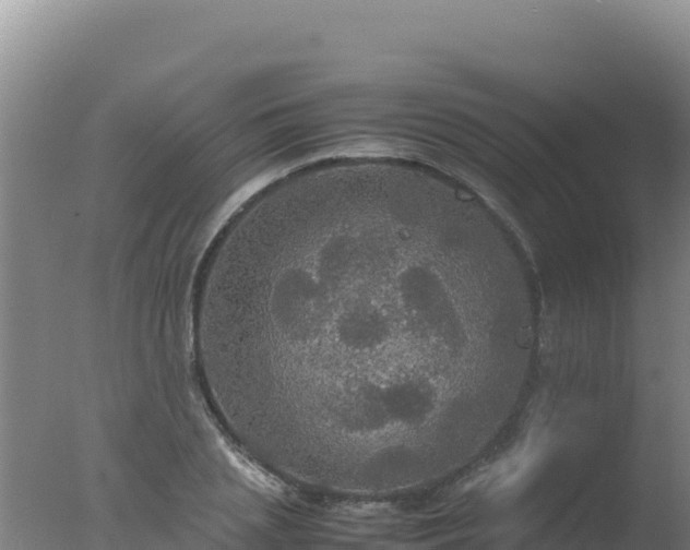 X0000077360837200610271852