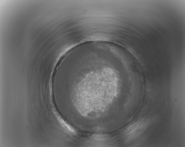 X0000077360840200610271852