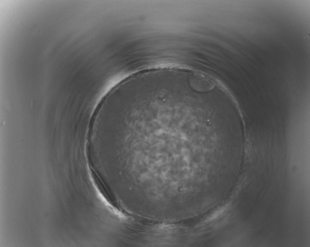 X0000077360847200610271852