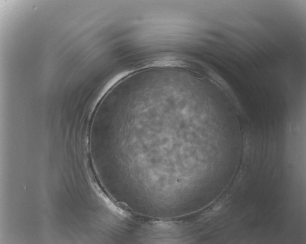 X0000077360852200610271852