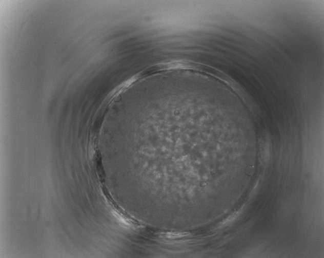 X0000077360857200610271852