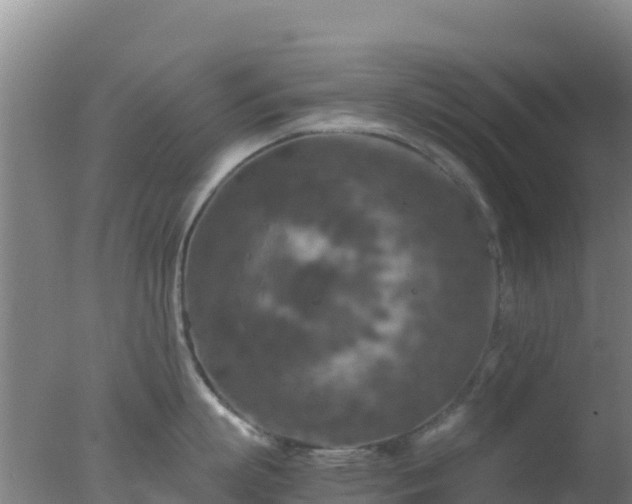 X0000077360863200610271852