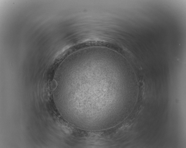 X0000077360870200610271851