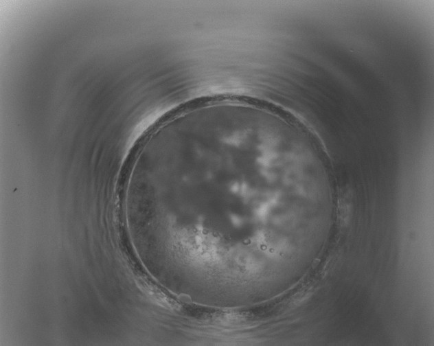 X0000077360879200610271851