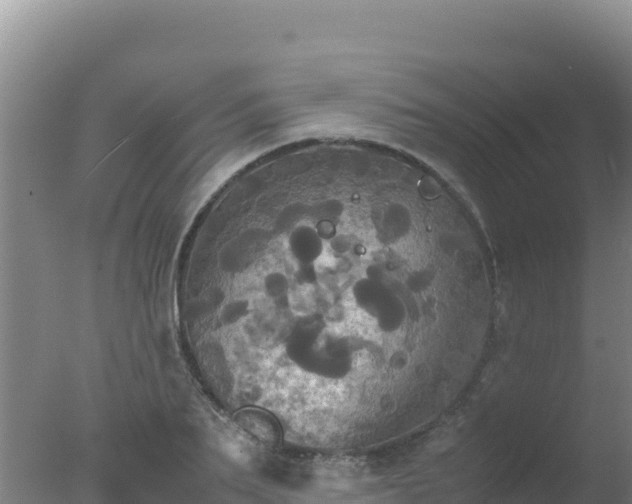 X0000077360887200610271851