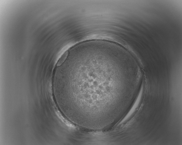 X0000077360896200610271851