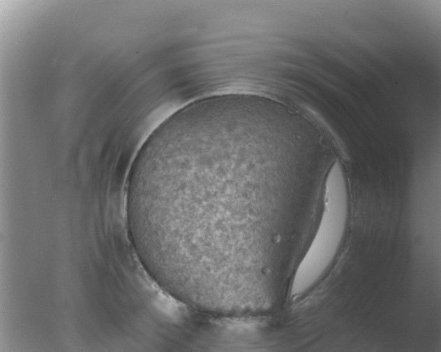 X0000077360900200610271851