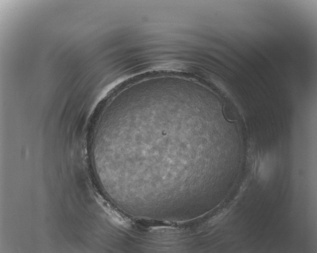 X0000077360923200610271850