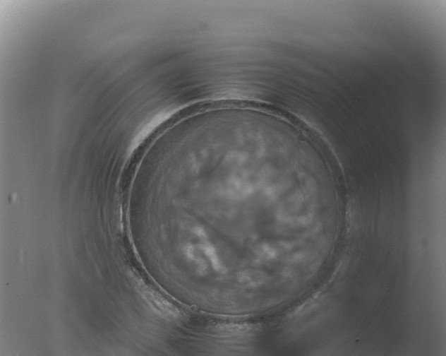 X0000077360925200610271850