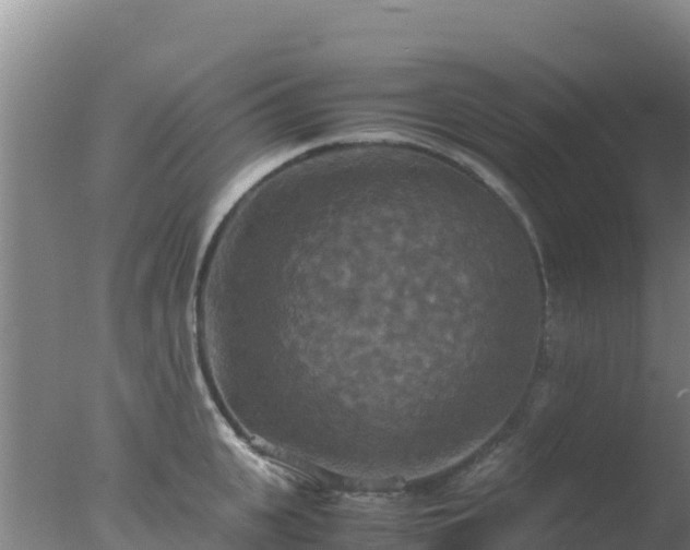 X0000077360951200610271851