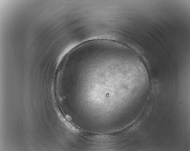 X0000077360952200610271851