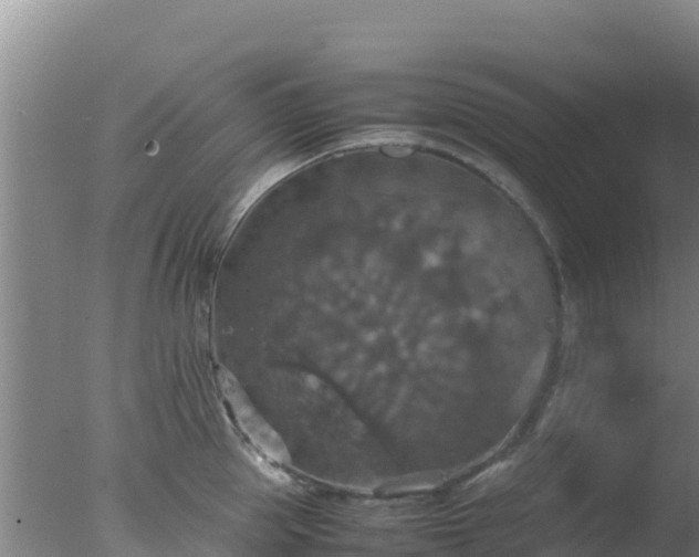 X0000077360953200610271851